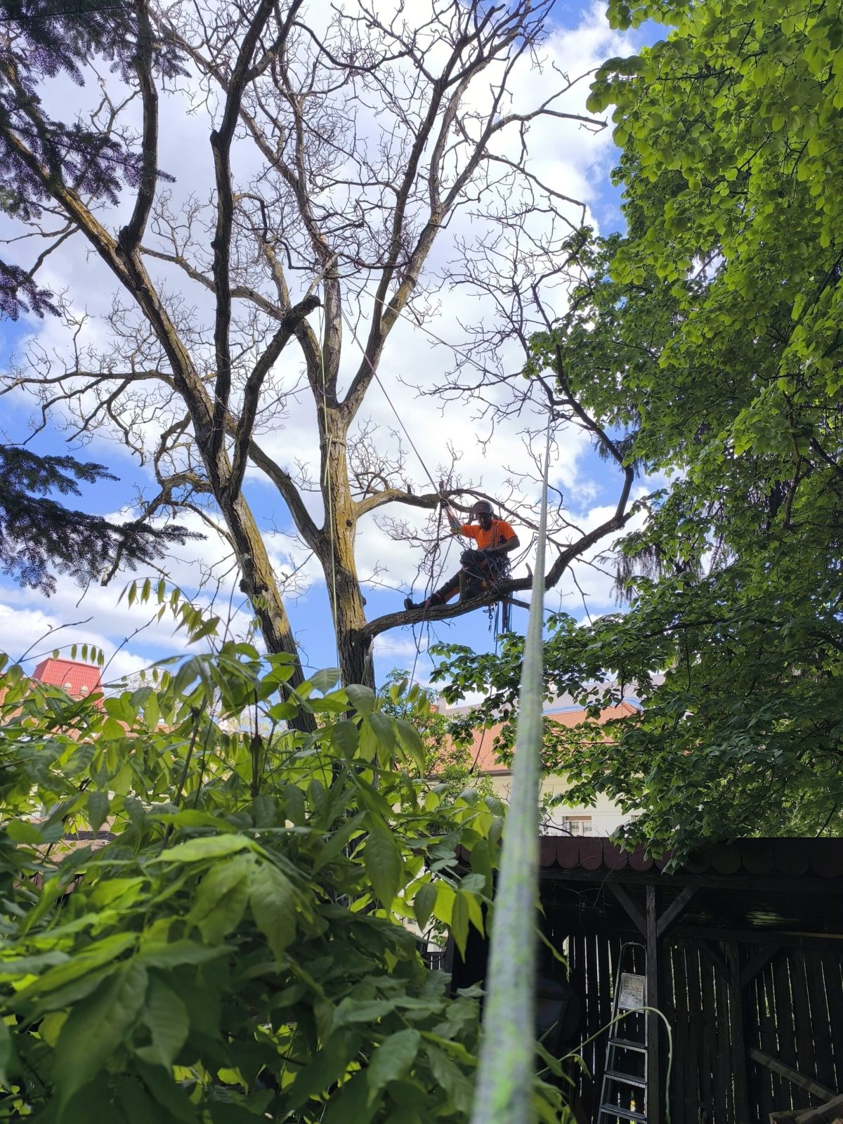 Urban Arboristica - Lucrare Taiere Nuc 14 Metri Uscat 100% - Cluj-Napoca, Cluj