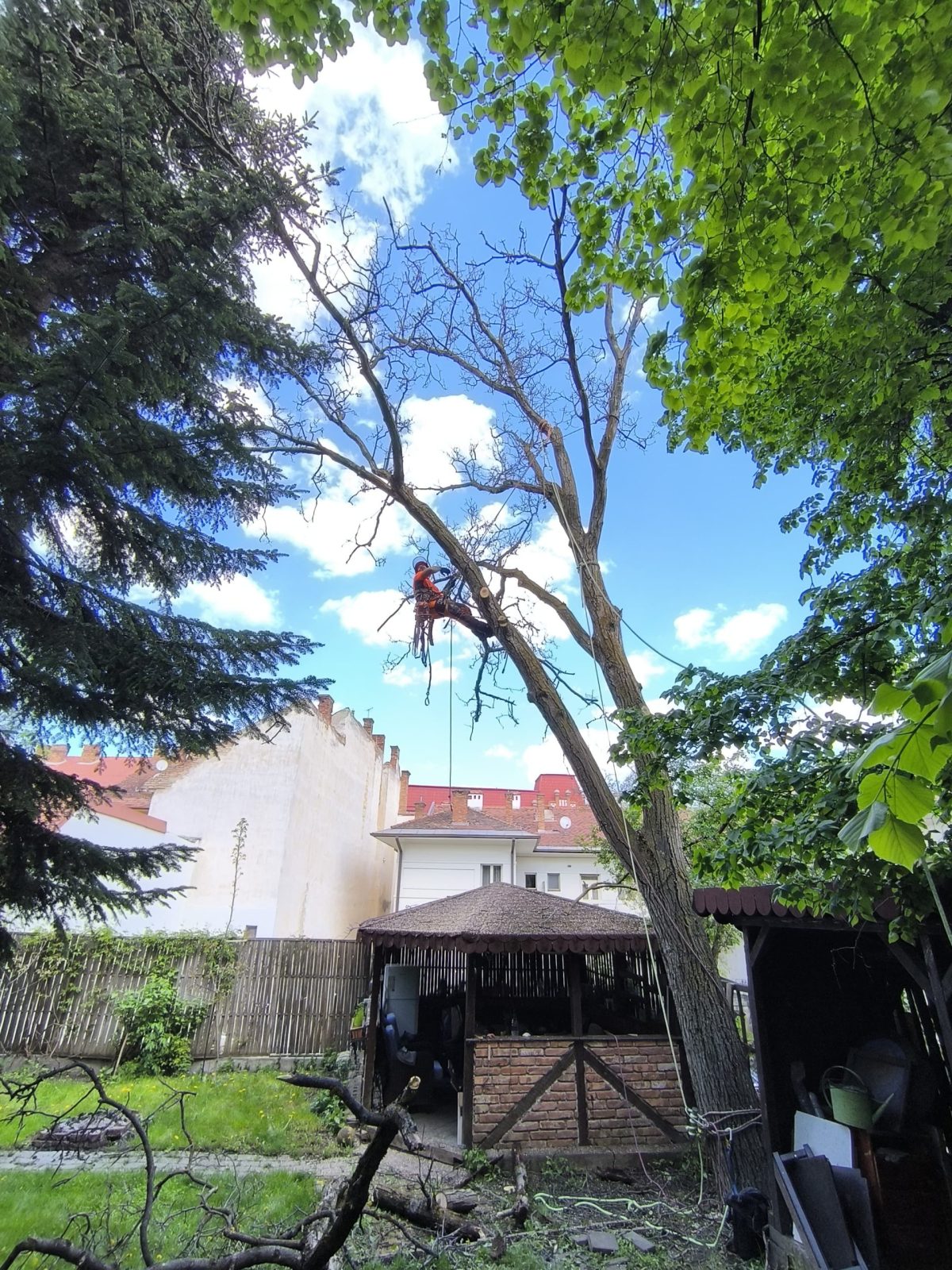 Urban Arboristica - Lucrare Taiere Nuc 14 Metri Uscat 100% - Cluj-Napoca, Cluj