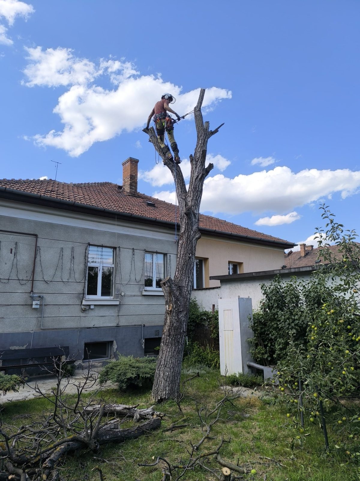 Urban Arboristica - Lucrare Taiere Nuc Uscat Periculos Cluj-Napoca, Cluj