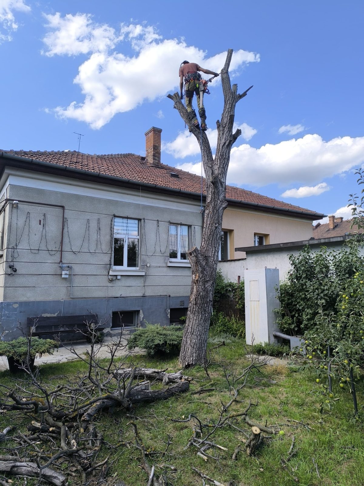 Urban Arboristica - Lucrare Taiere Nuc Uscat Periculos Cluj-Napoca, Cluj