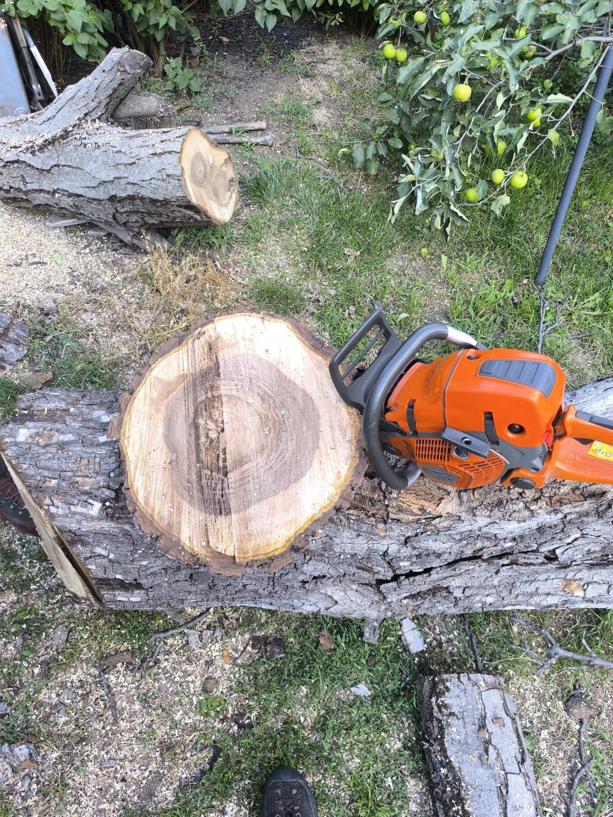 Urban Arboristica - Lucrare Taiere Nuc Uscat Periculos Cluj-Napoca, Cluj