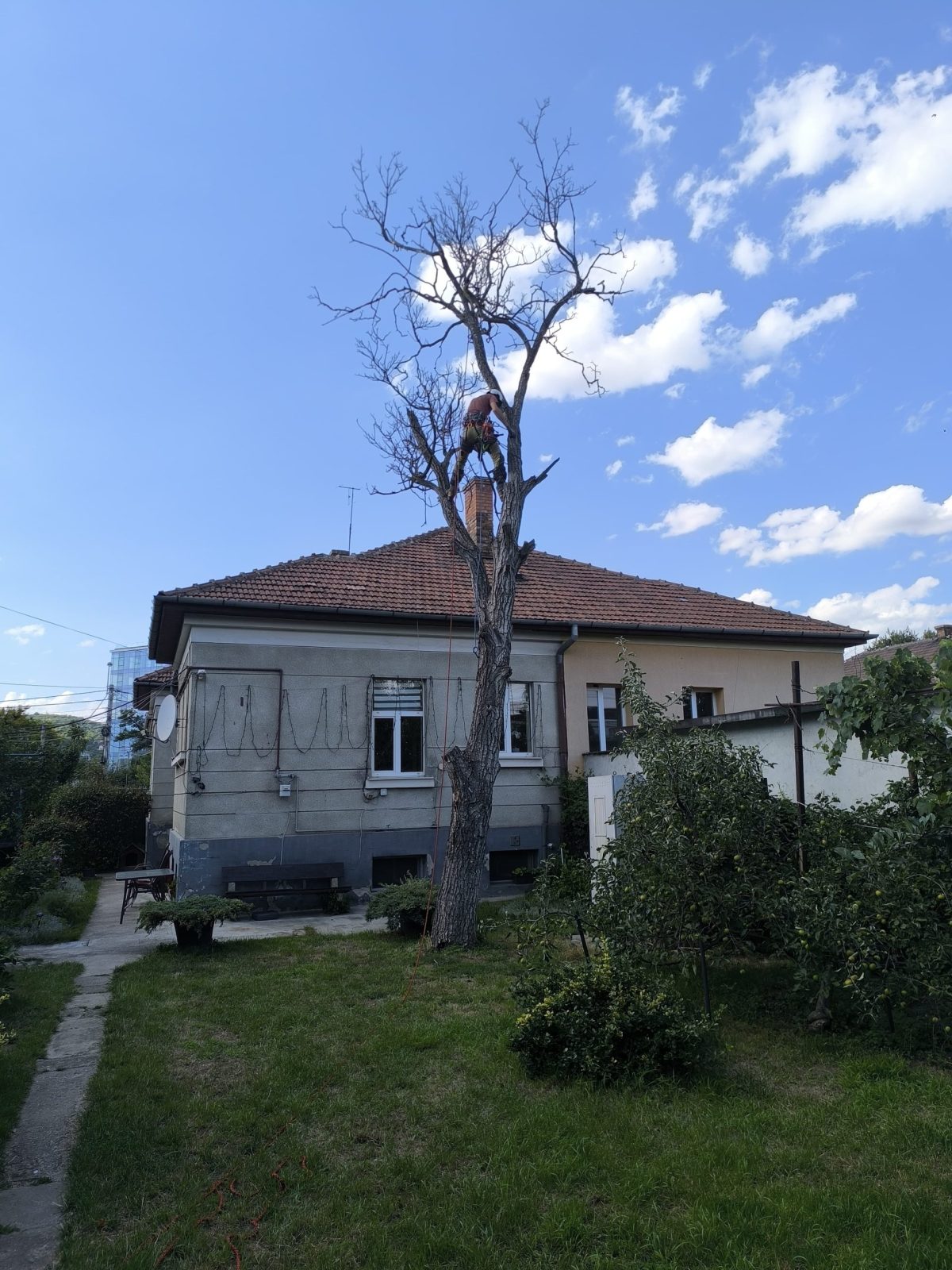 Urban Arboristica - Lucrare Taiere Nuc Uscat Periculos Cluj-Napoca, Cluj