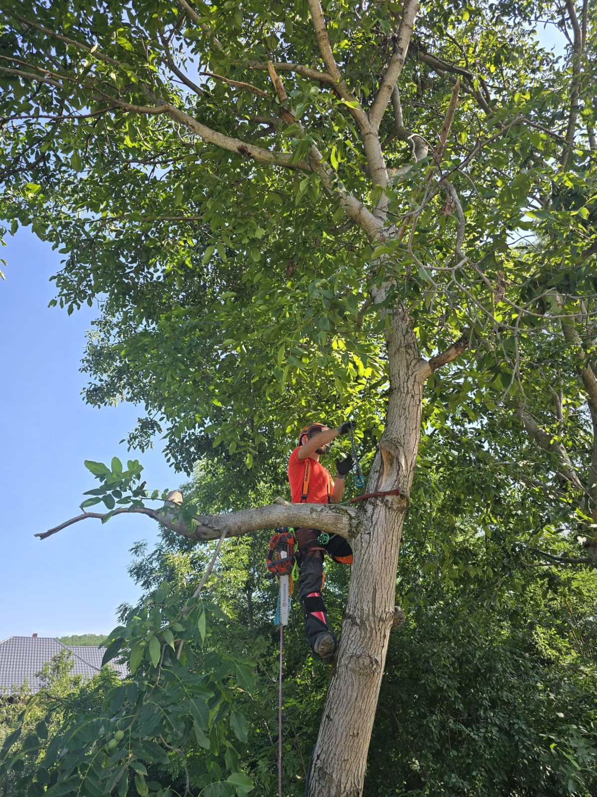 Urban Arboristica - Arborii au fost tăiați în segmente utilizând tehnici de lucru la înălțime, cu coborâre controlată pe coardă.