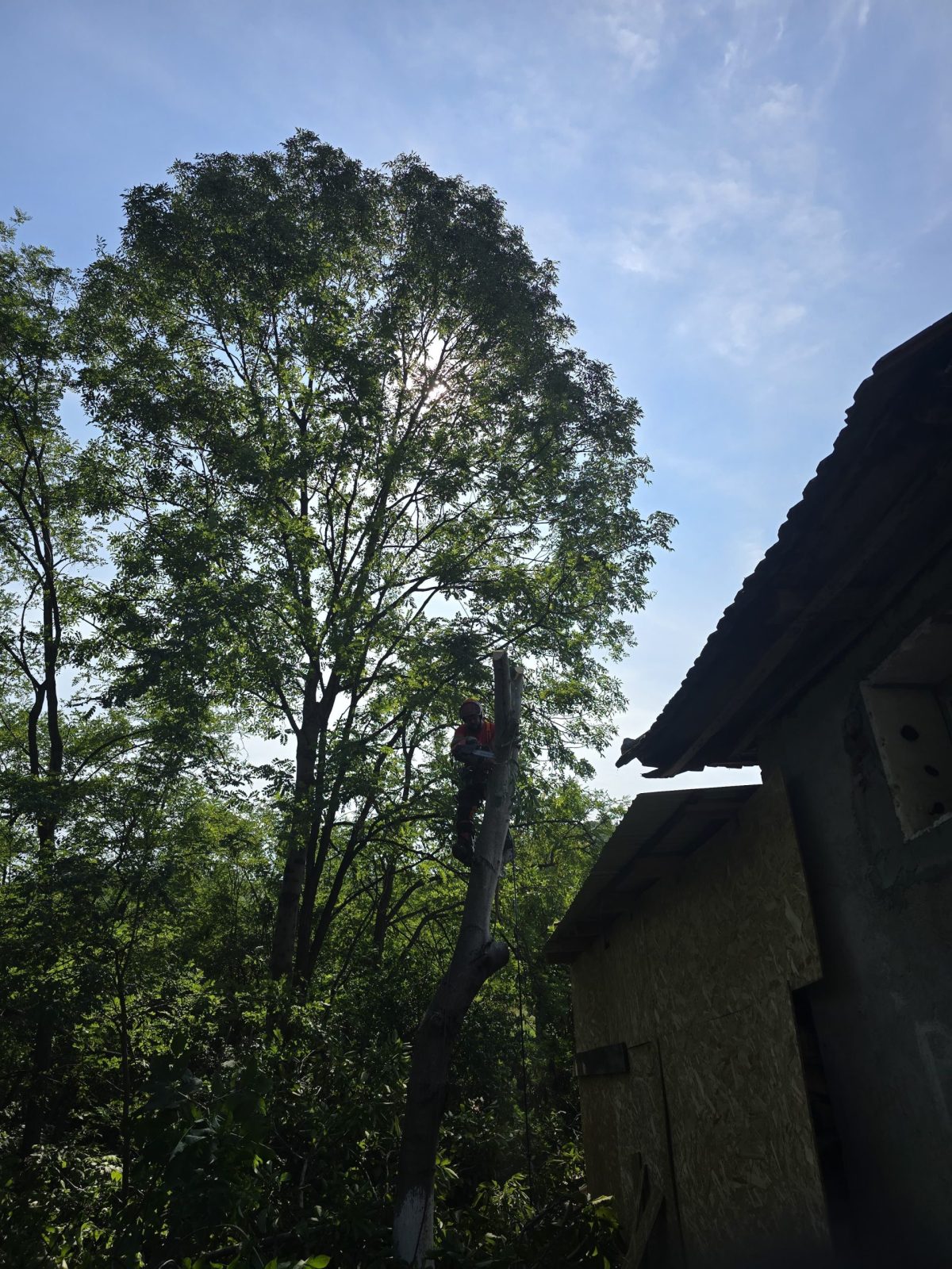 Urban Arboristica - Arborii au fost tăiați în segmente utilizând tehnici de lucru la înălțime, cu coborâre controlată pe coardă.