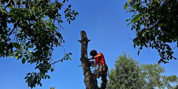 Lucrare Taiere Trei Nuci Periculoși - Rona, Sălaj