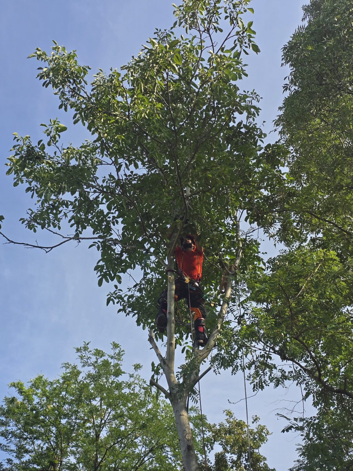 Urban Arboristica - Arborii au fost tăiați în segmente utilizând tehnici de lucru la înălțime, cu coborâre controlată pe coardă.