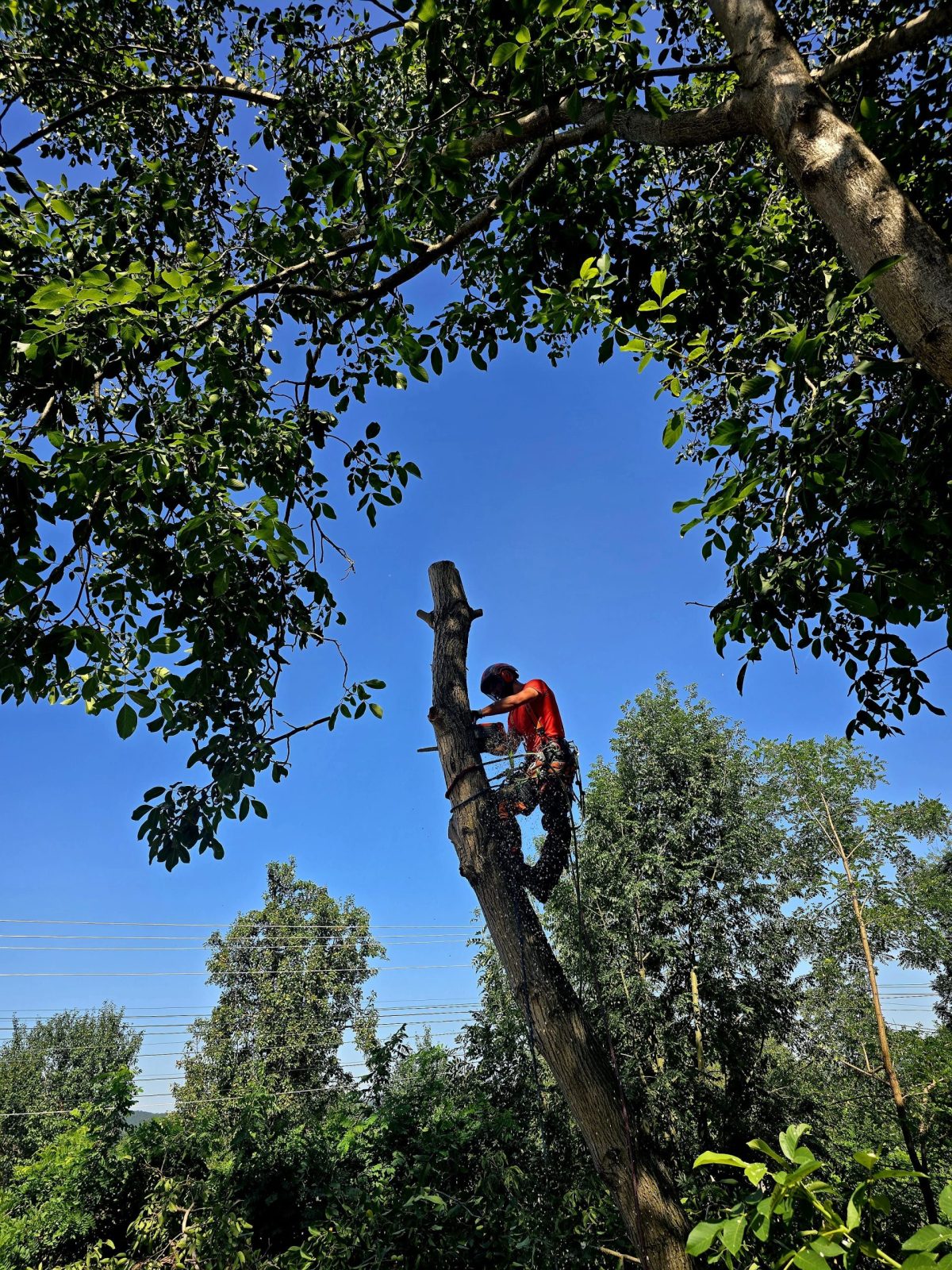 Urban Arboristica - Arborii au fost tăiați în segmente utilizând tehnici de lucru la înălțime, cu coborâre controlată pe coardă.