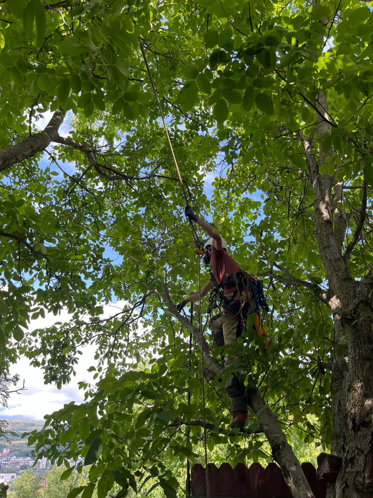Urban Arboristica - Lucrare Toaletare Nuc 10 Metri - Cluj-Napoca, Cluj