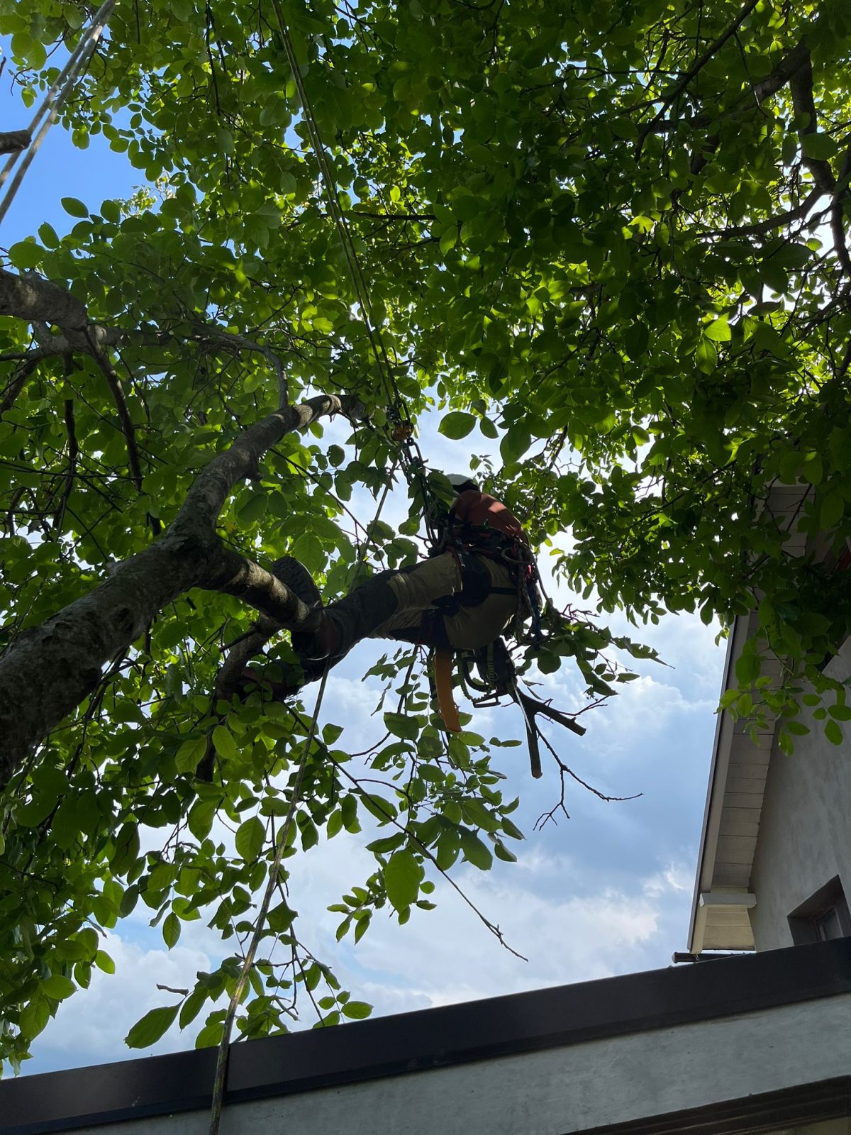 Urban Arboristica - Lucrare Toaletare Nuc 10 Metri - Cluj-Napoca, Cluj
