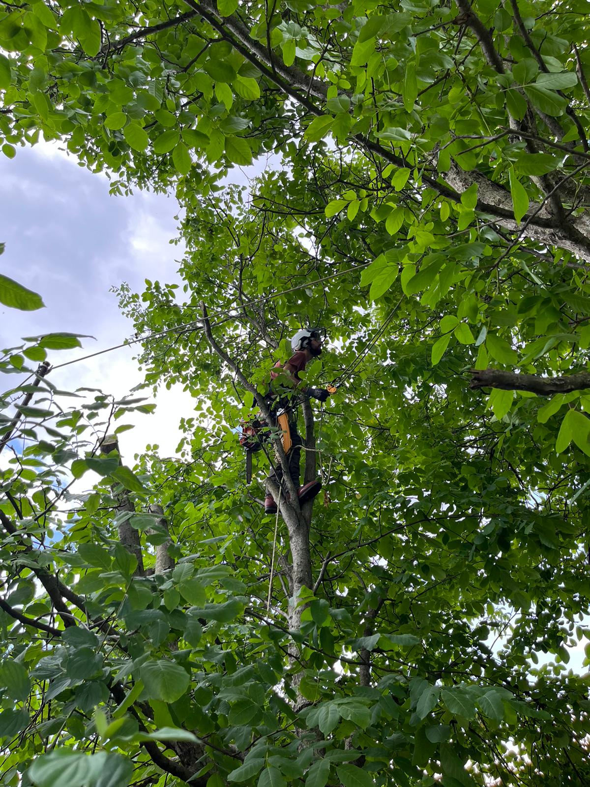 Urban Arboristica - Lucrare Toaletare Nuc 10 Metri - Cluj-Napoca, Cluj