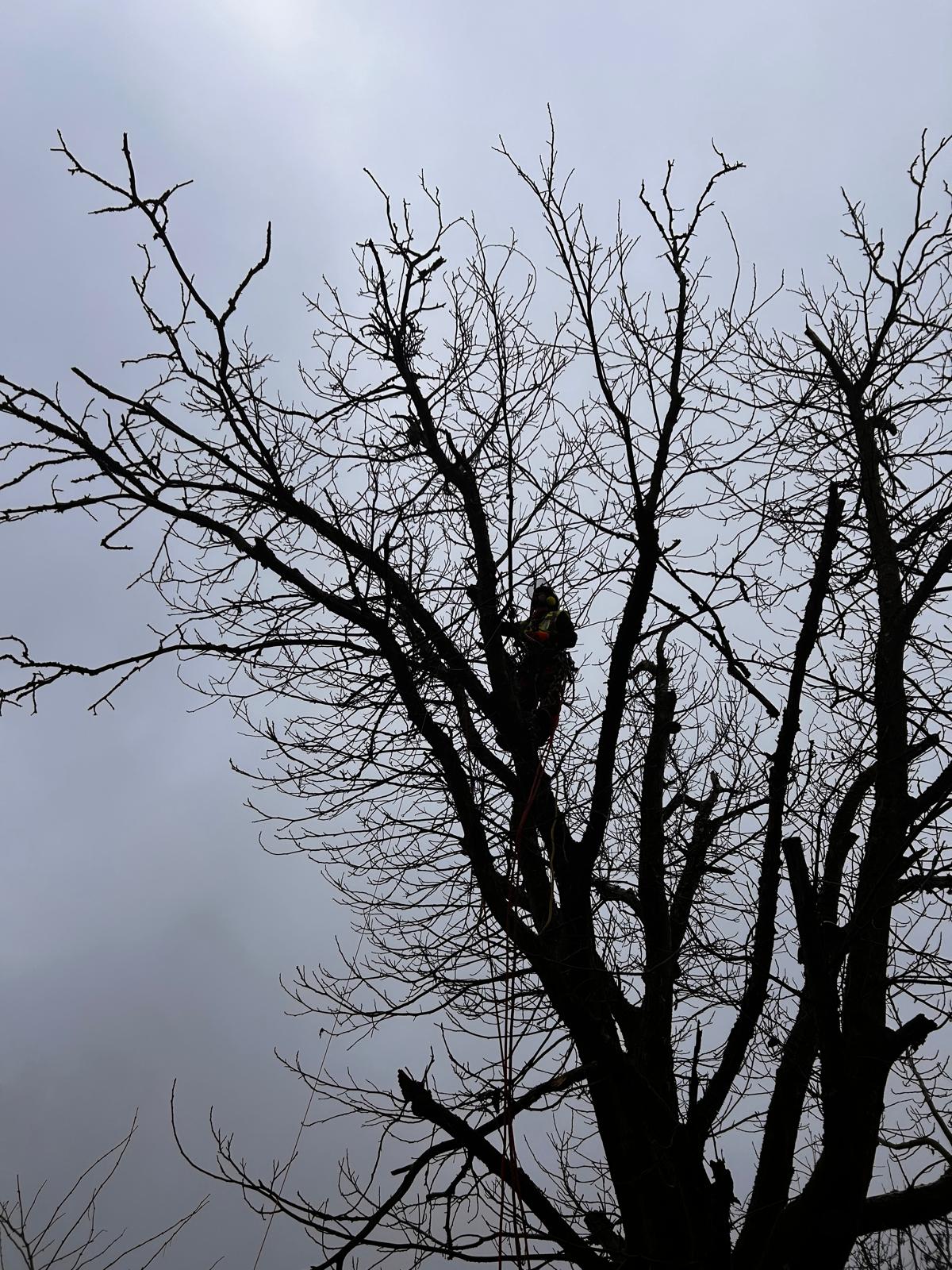 Lucrare Toaletare Reducere Coronament Nuc - Forosig, Bihor