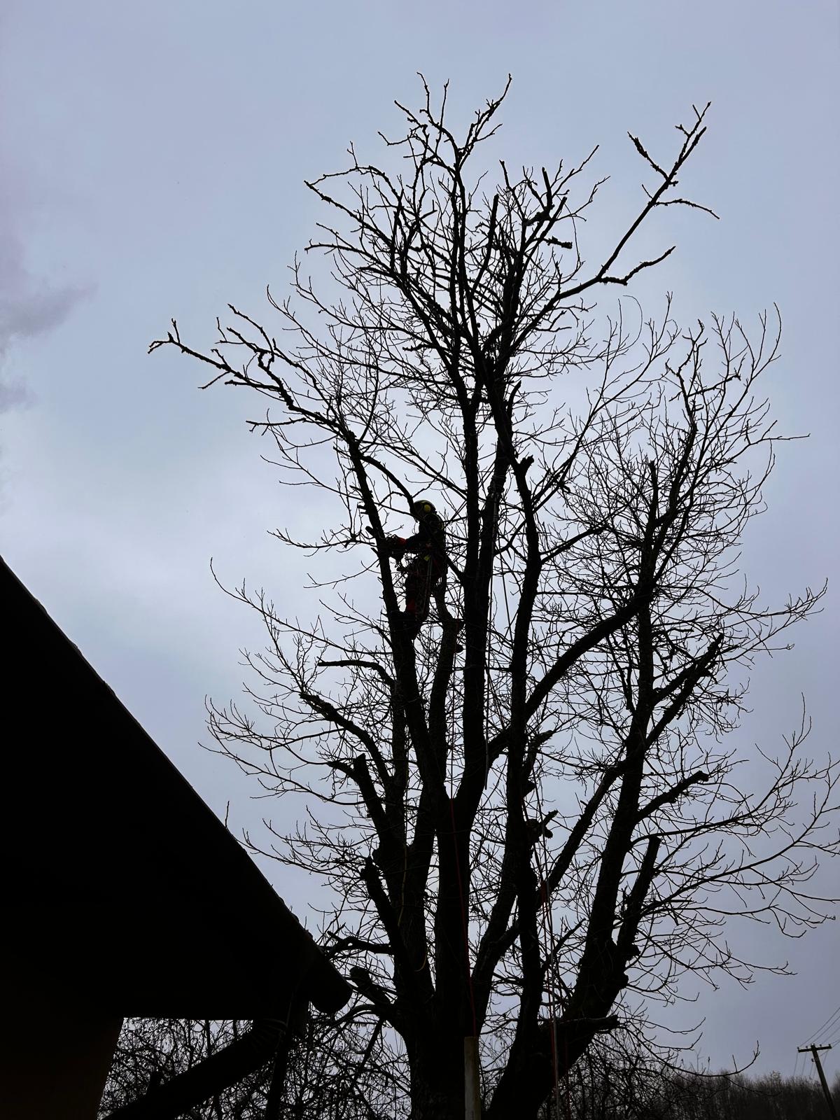 Lucrare Toaletare Reducere Coronament Nuc - Forosig, Bihor