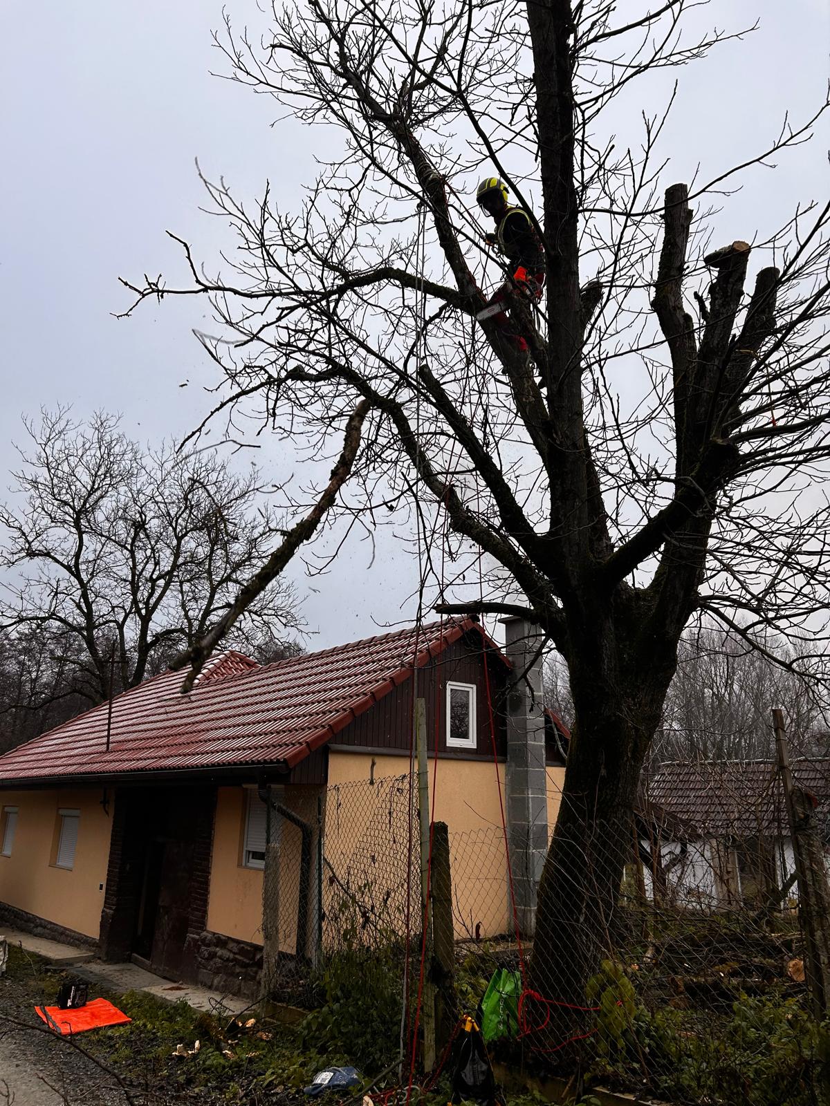 Lucrare Toaletare Reducere Coronament Nuc - Forosig, Bihor
