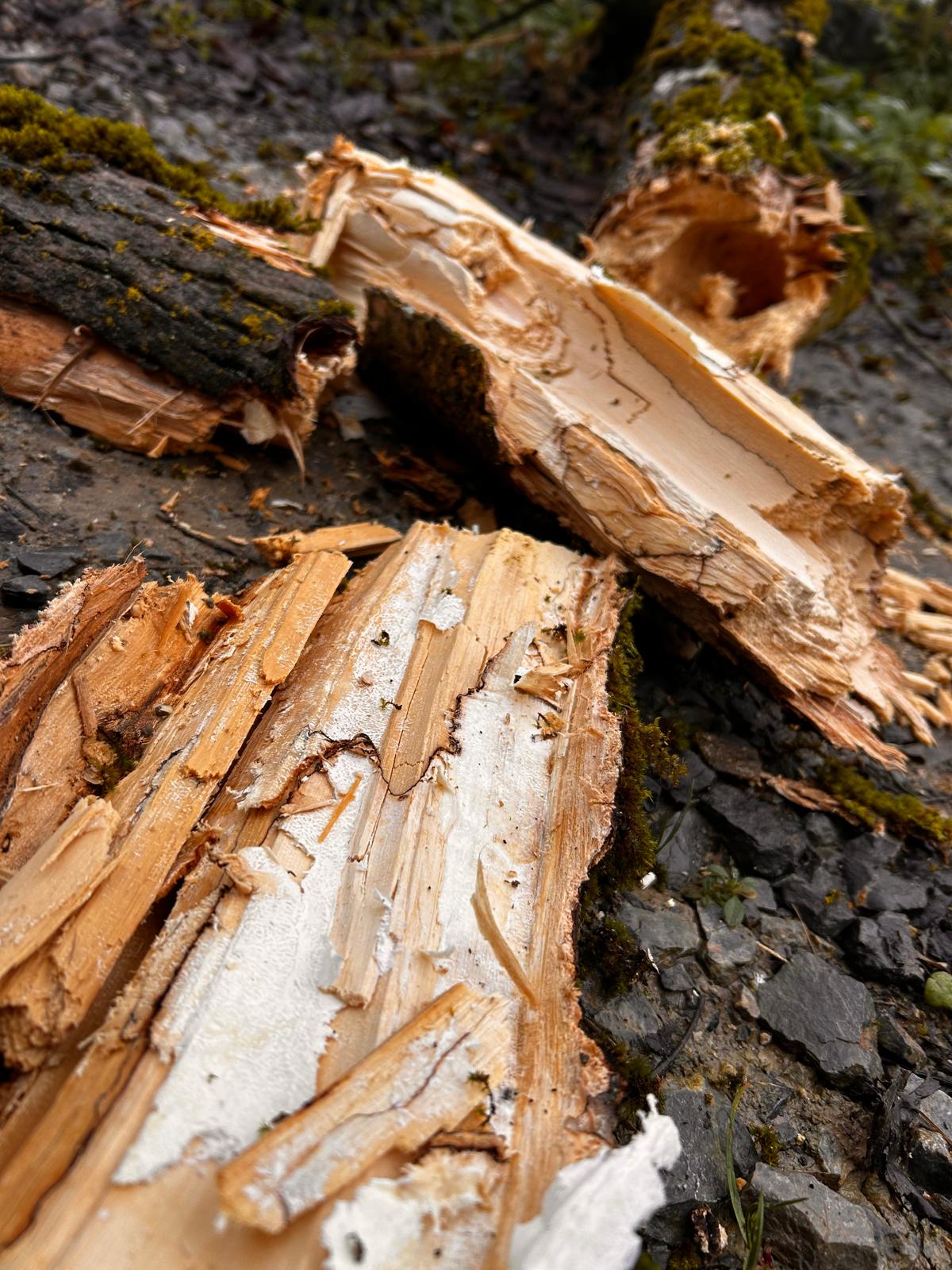 Lucrare Toaletare Reducere Coronament Nuc - Forosig, Bihor