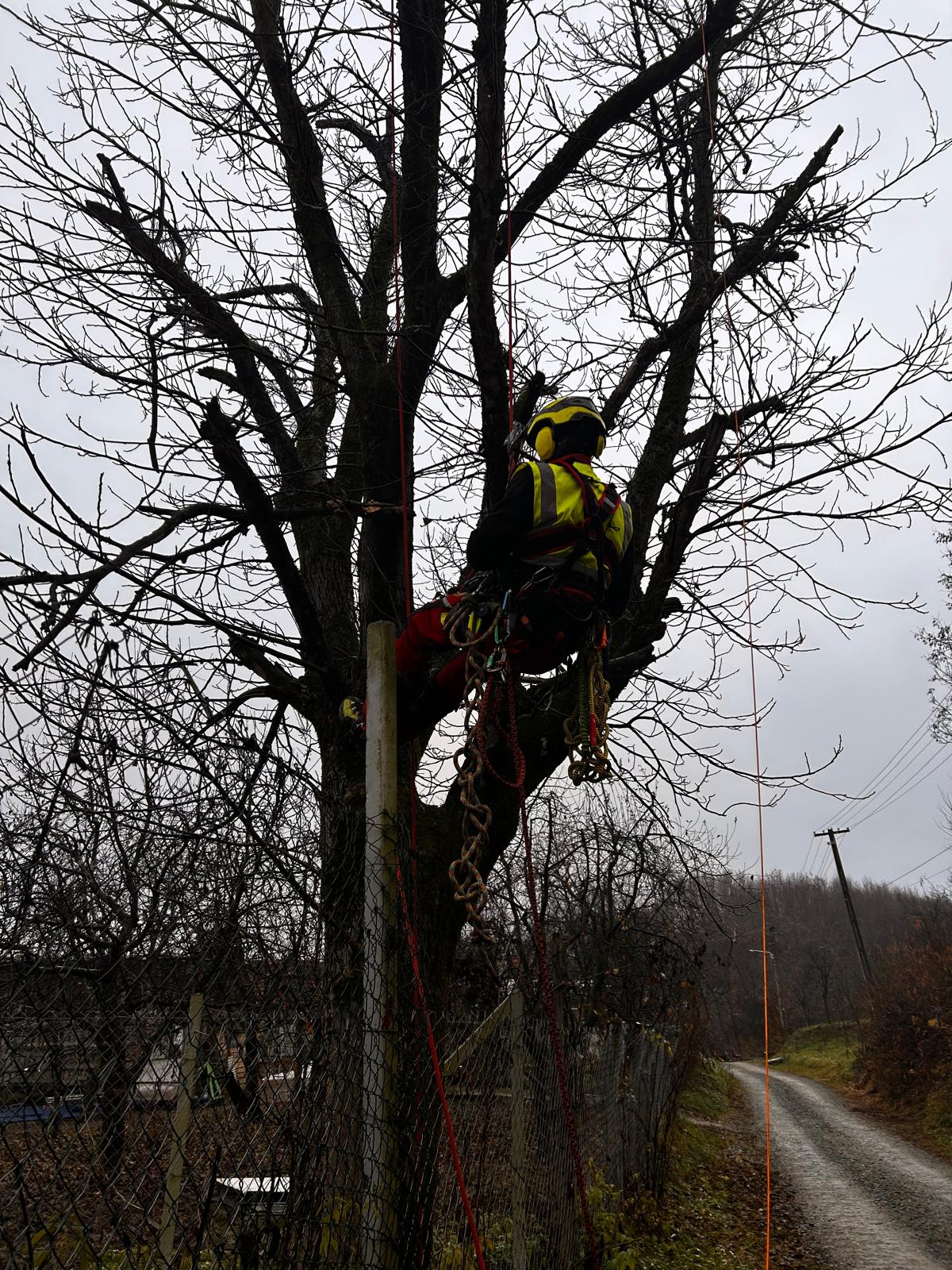 Urban Arboristica - Lucrare Toaletare Reducere Coronament Nuc - Forosig, Bihor