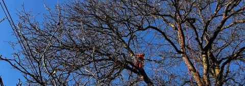 Toaletare reducere coronament