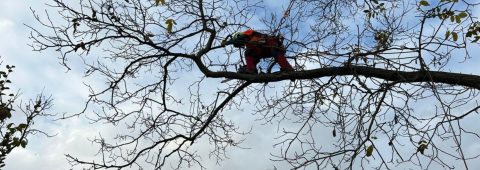 Îngrijire preventiva și curativa 