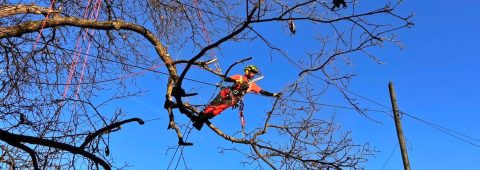 Toaletare Siguranța Urbana