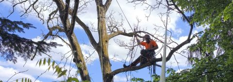 Tăiere Arbori de la Înălțime