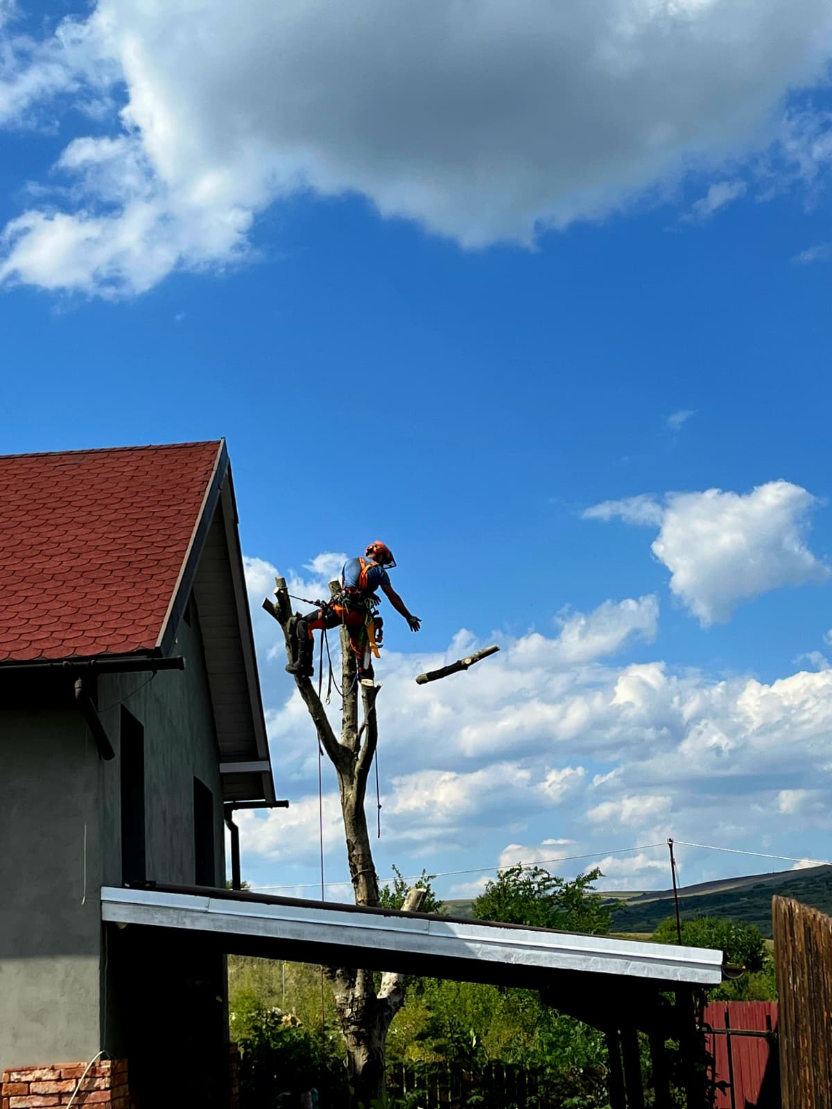 Urban Arboristica - Lucrare Taiere Trei Nuci Periculoși - Cluj-Napoca