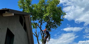 Lucrare Taiere Trei Nuci Periculoși - Cluj-Napoca